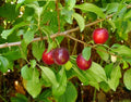 Organic Cherry Plum Tree Seeds - 5 Pack - Prunus americana - Free Shipping