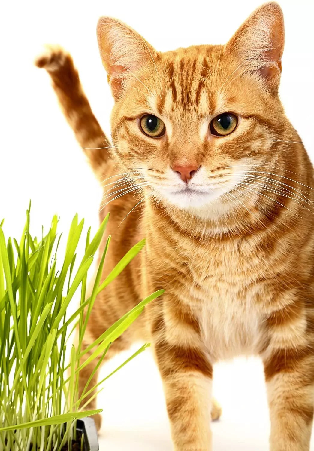 Catgrass Seeds - Hard Red Winter Wheat, Non-GMO, High Germination, Sprouting Seeds for Cats