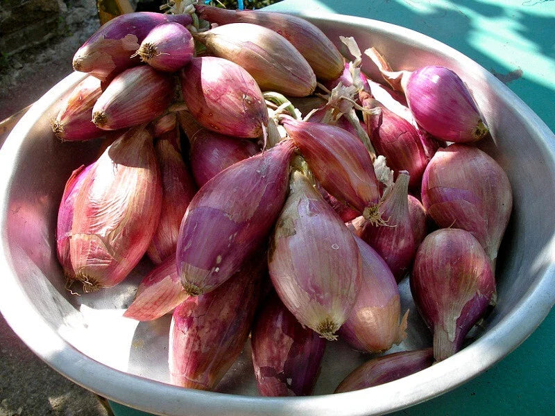Torpedo Onion Seeds - 500+ Pack for Garden Planting - Allium cepa - USA Grown