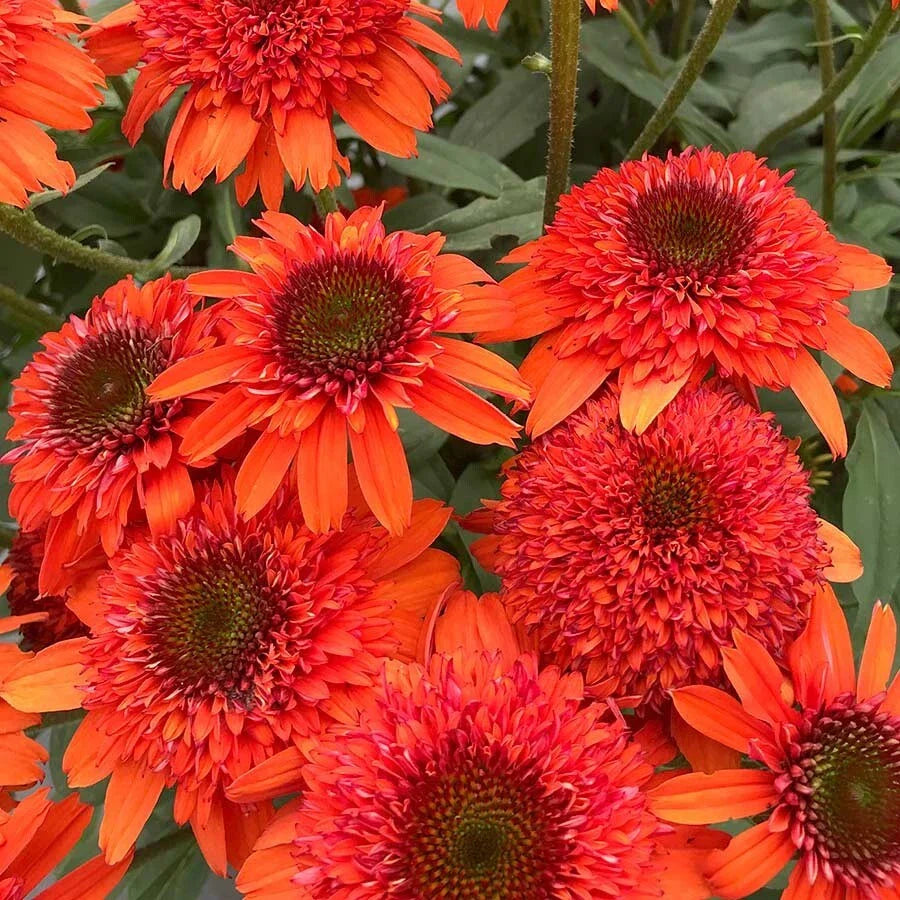 50 Moab Sunset Coneflower Seeds | Echinacea Perennial Flowers | Vibrant Orange & Yellow Blooms | USA Grown