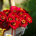 Zinnia Seeds 200 Count METEOR Burgundy Red Flowers Non-GMO Pollinator Friendly Butterflies (Zinnia elegans)