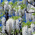 White Wisteria Seeds - Rare Climbing Flower Vine - Wisteria floribunda 'Alba' - Hardy Plant for Garden