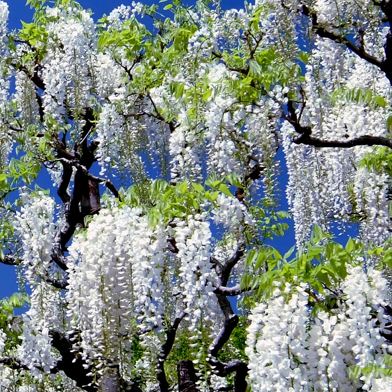 White Wisteria Seeds - Rare Climbing Flower Vine - Wisteria floribunda 'Alba' - Hardy Plant for Garden