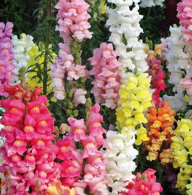 Snapdragon Seeds - 'Rocket Mix' - 25 Count - Antirrhinum majus