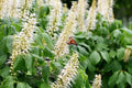 Sweet Pepper Bush Seeds (50 Seeds) - Blooming Shrub, Attractive Foliage, Edible Fruit, Capsicum annuum
