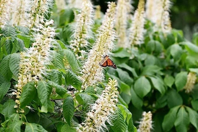 Sweet Pepper Bush Seeds (50 Seeds) - Blooming Shrub, Attractive Foliage, Edible Fruit, Capsicum annuum
