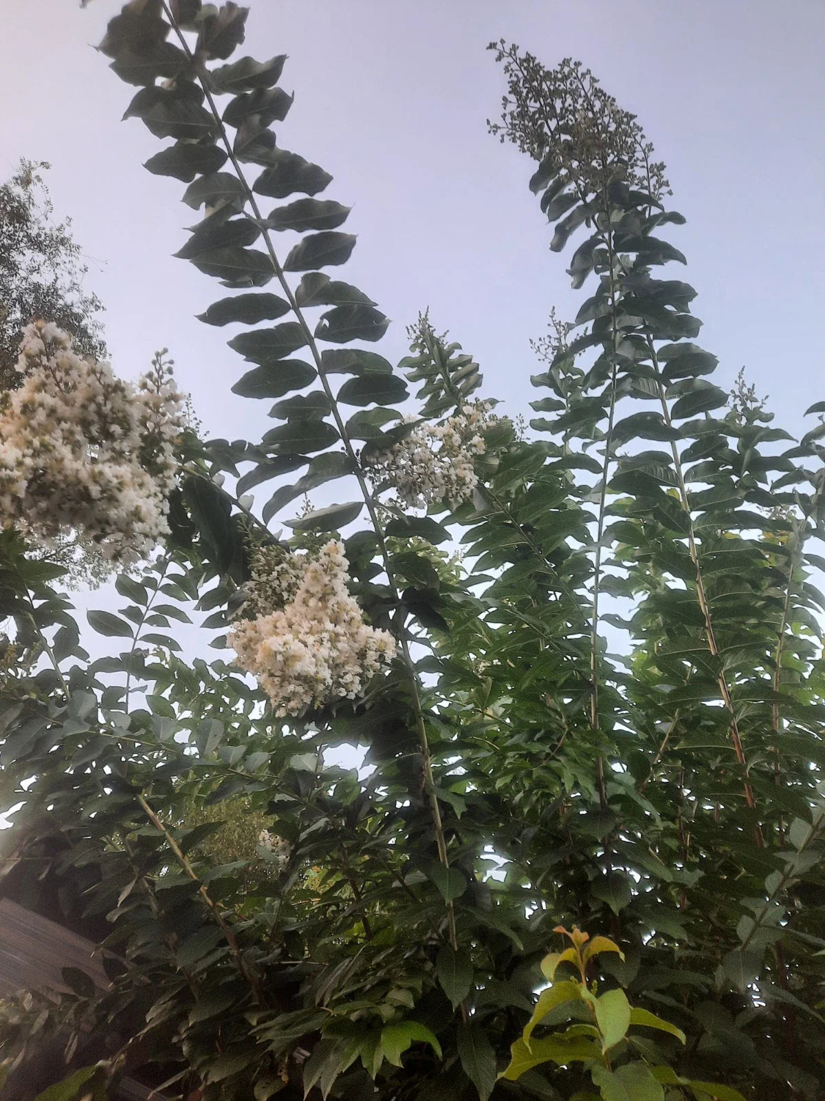 Crape Myrtle Cuttings - 10 Super Rare 'Natchez' - Lagerstroemia indica x fauriei