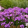 Cover Girl Phlox Seeds - 100+ Seeds for Garden Planting - Phlox paniculata - USA Grown, Free Shipping