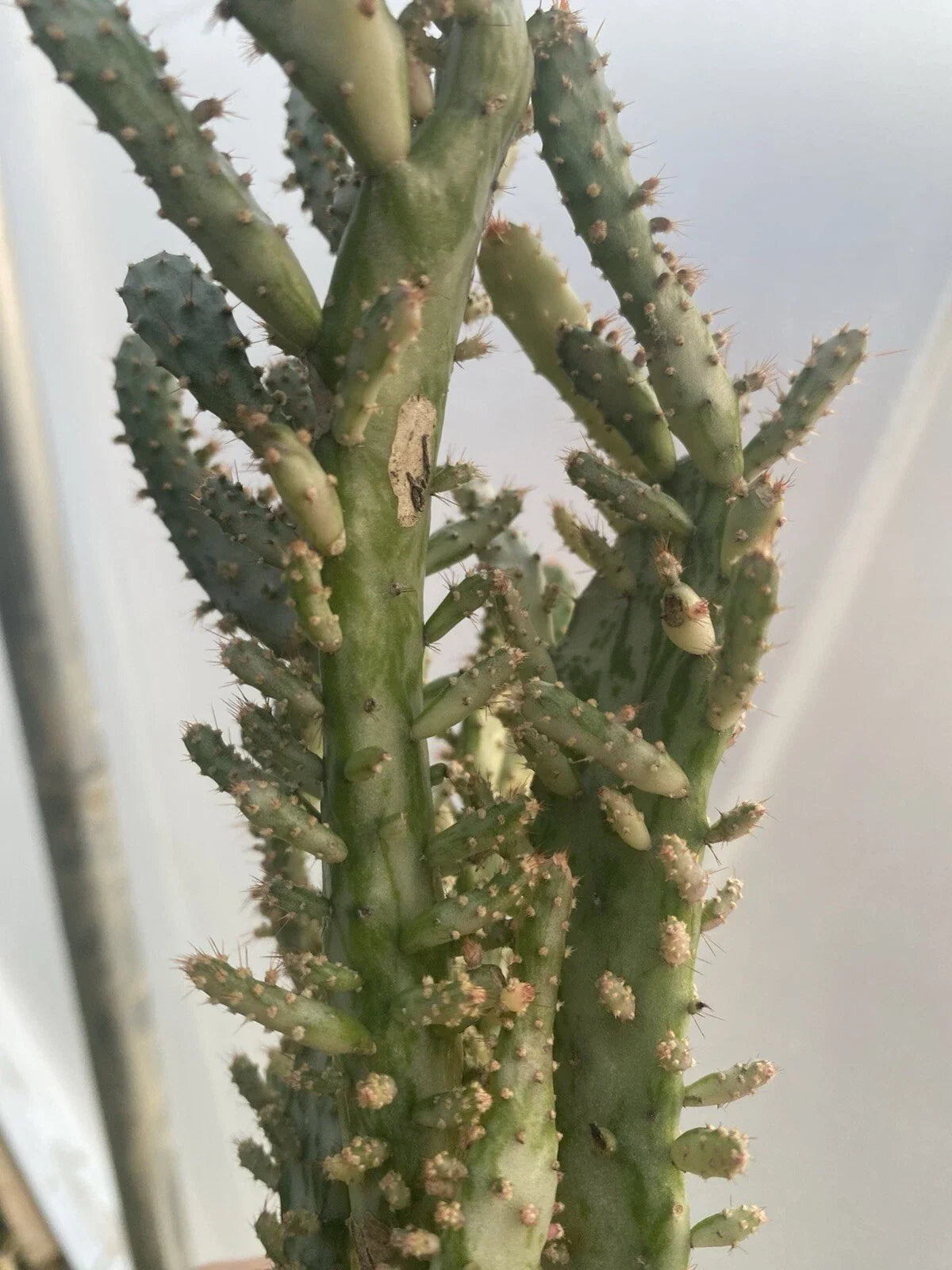 Live Plant Opuntia Monacantha Cactus Variegated 5-6 inches Prickly Pear Cactus, Low-Maintenance, Indoor/Outdoor