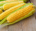 Premium Kandy Korn Seeds - Sweet Corn Variety - Zea mays - Fresh Planting Seeds for Home Garden