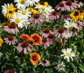 Perennial Flower Seed Mix 200+ Coneflower, Daisy, Wildflower Seeds - Eco-Friendly Blends for Garden (Echinacea, Leucanthemum)