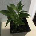 Tepin Chile Pepper Plant - Hot Bird Eye Variety - Capsicum annuum - Del Monte