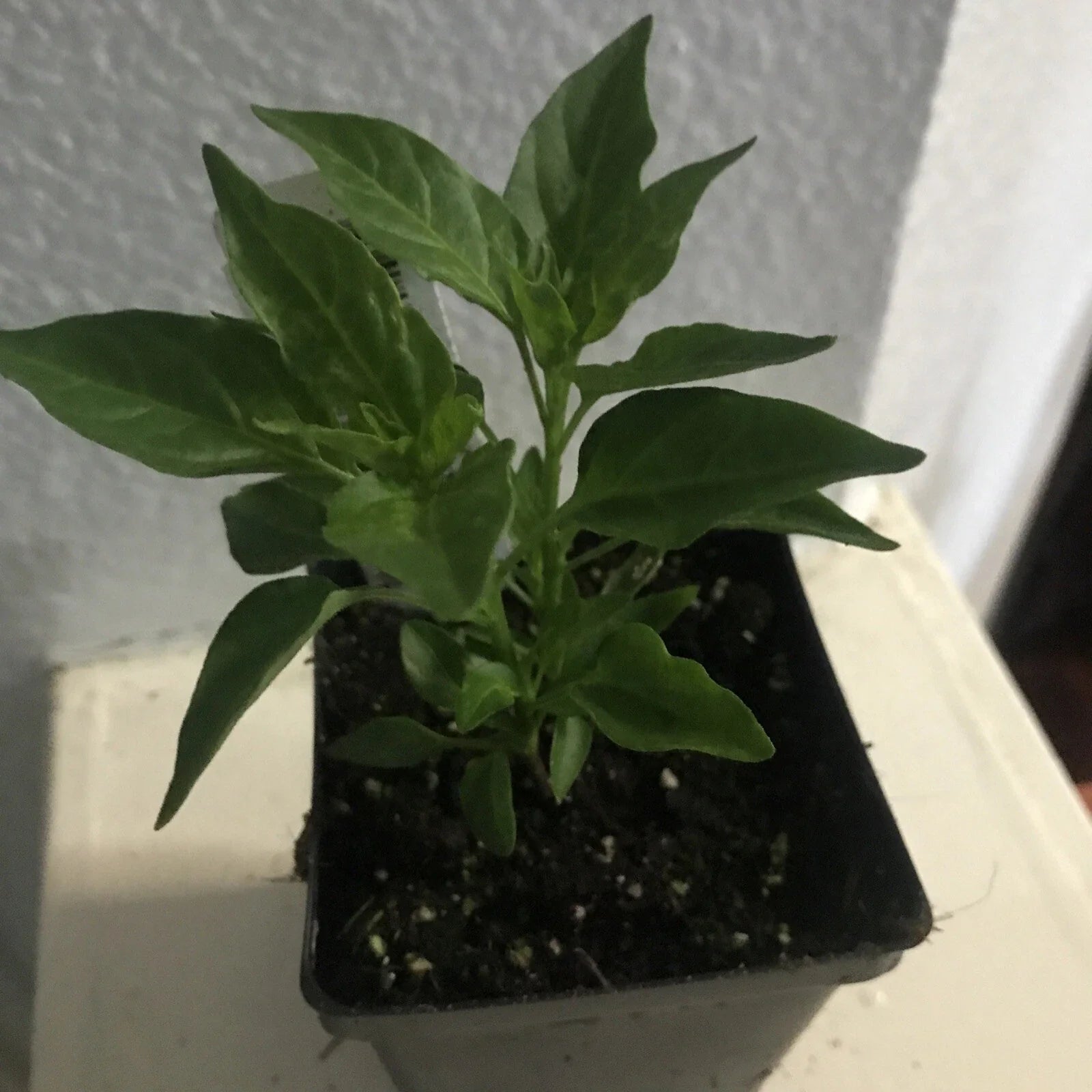 Tepin Chile Pepper Plant - Hot Bird Eye Variety - Capsicum annuum - Del Monte