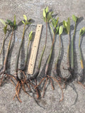 Live Red Mangrove Plants - 5 Pack, 4" to 12" Rooted with Leaves, Rhizophora mangle