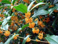 Fragrant Tea Olive Plant - APRICOT ECHO - Rooted Starter - Osmanthus fragrans