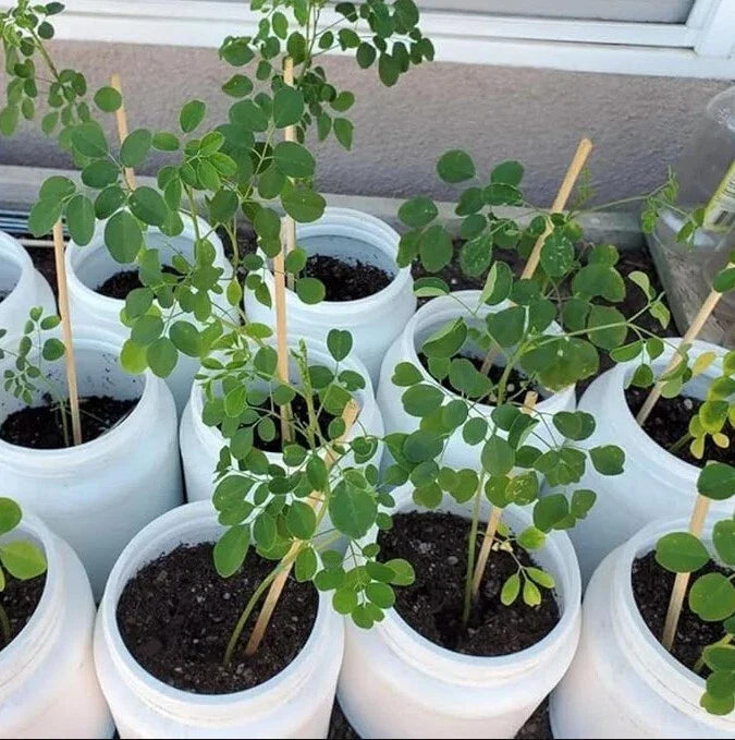 Moringa Oleifera Live Plant - 20-24 Inches Tall in Pot - Drumstick Tree - Nutrient-Rich Superfood Plant