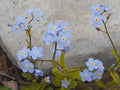 Forget-Me-Not Seeds, Blue Perennial, Myosotis, 25+ Seeds for Garden Planting