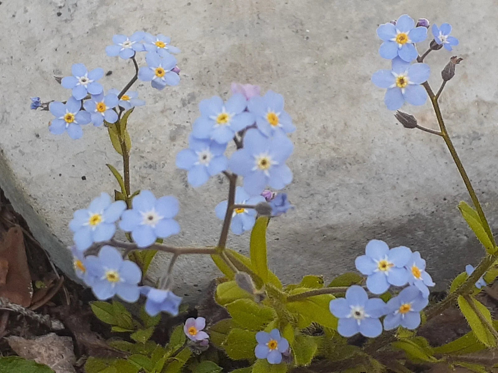 Forget-Me-Not Seeds, Blue Perennial, Myosotis, 25+ Seeds for Garden Planting