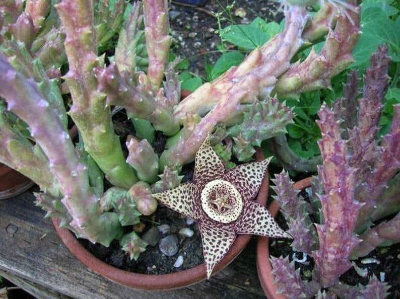 Orbea Variegata Cuttings - 4 Cuttings, 3 to 5 Inches - Unique Succulent Plant, Easy Care, Attractive Green and White