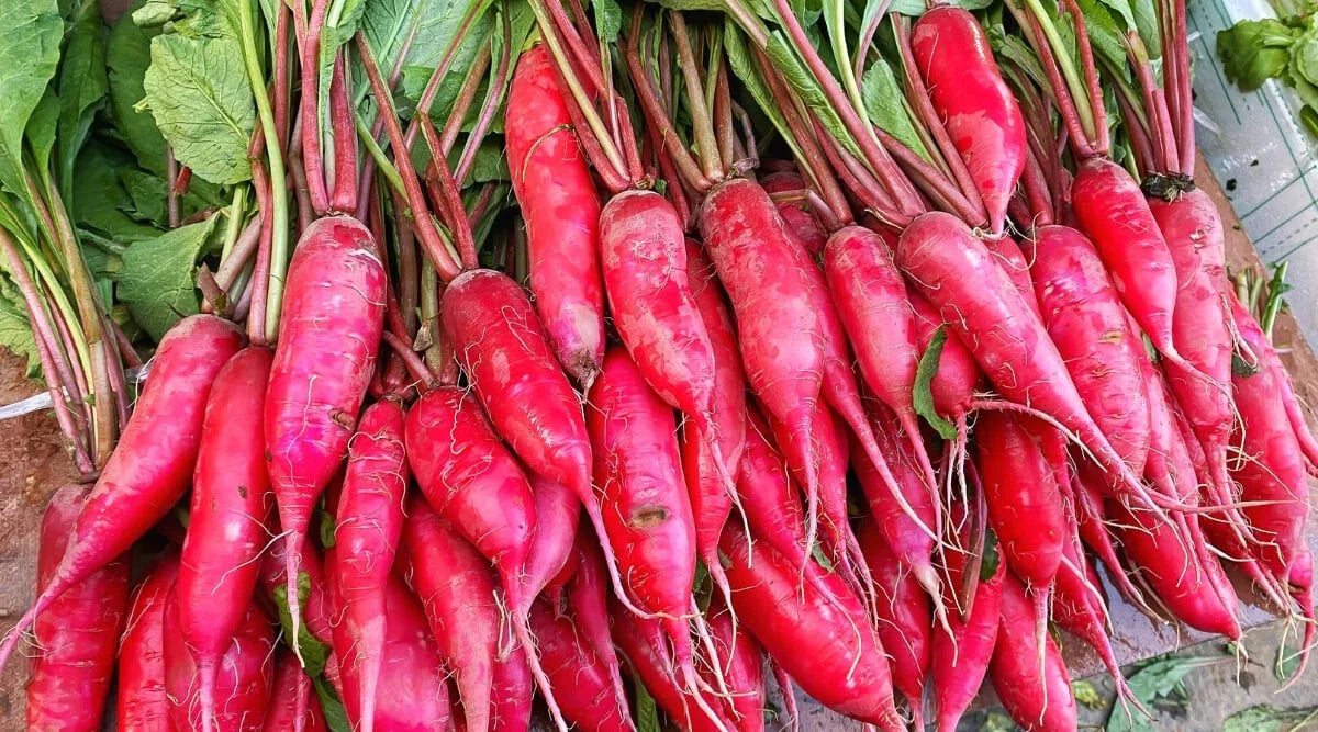 Salad Rose Radish Seeds - 500+ Pack for Garden Planting - Raphanus sativus - USA Grown, Non-GMO