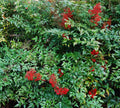 Nandina Domestica Live Plants 3-Pack 3"-6" Seedlings Heavenly Bamboo Shrub
