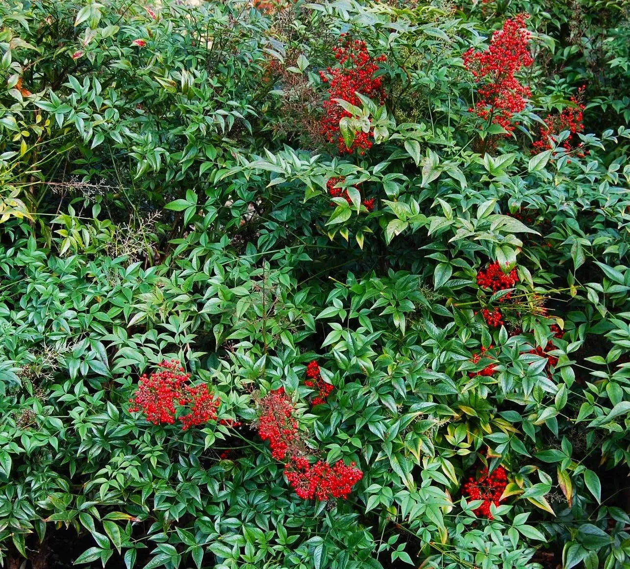 Nandina Domestica Live Plants 3-Pack 3"-6" Seedlings Heavenly Bamboo Shrub
