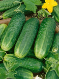 Cucumber Seeds - County Fair Pickling Variety - Cucumis sativus - Heirloom Seed for Home Garden