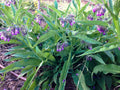 Organic Common Comfrey Plants - Pesticide-Free - Permaculture Companion - Compost Booster (Symphytum officinale)