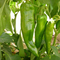 Anaheim Chile Hot Pepper Seeds - NON-GMO - Variety Sizes - Capsicum annuum - Free Shipping