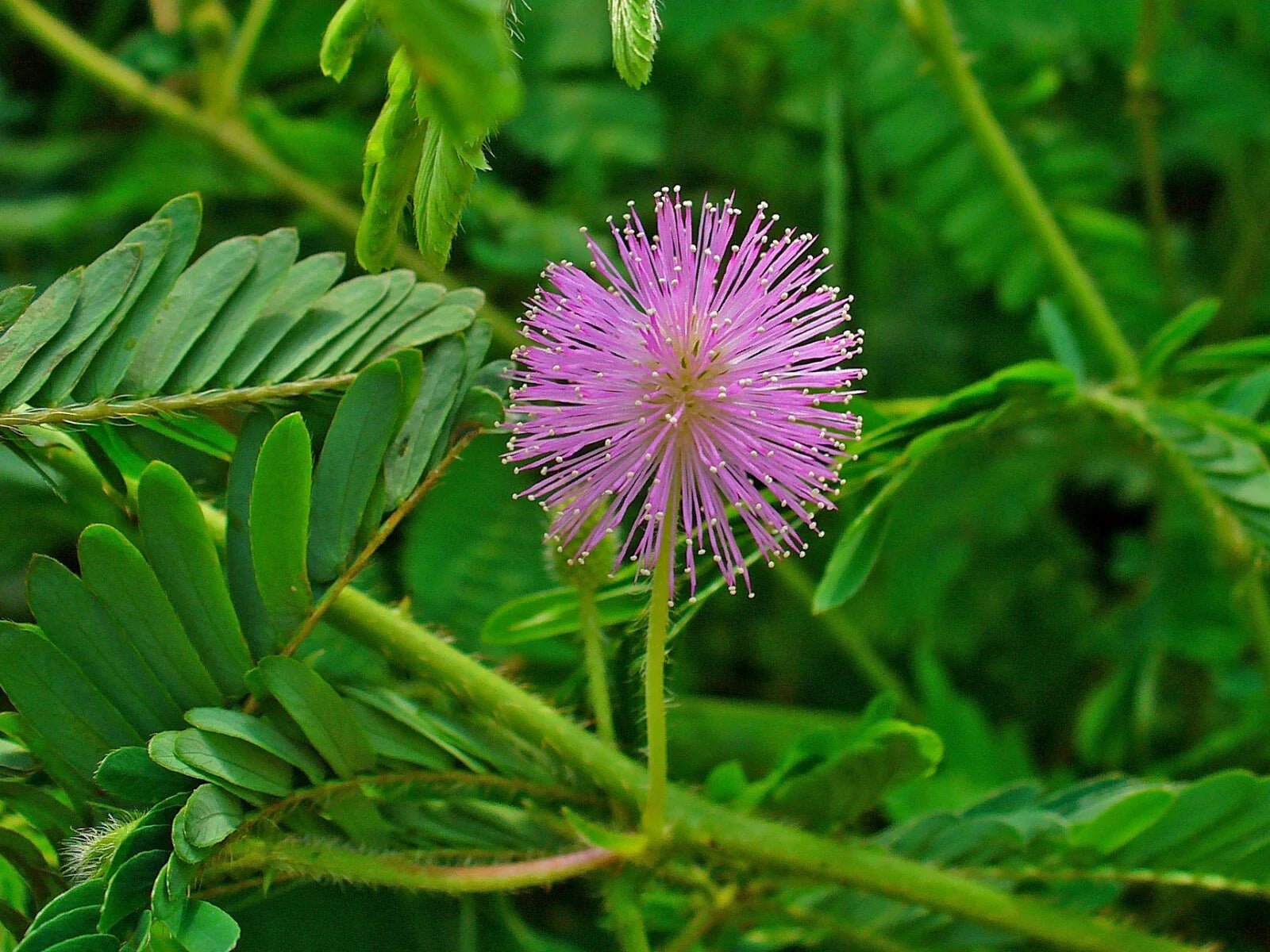 Sensitive Plant Seeds, 50 Pack, Touch Me Not, Mimosa pudica - Unique Indoor/Outdoor Gardening Option