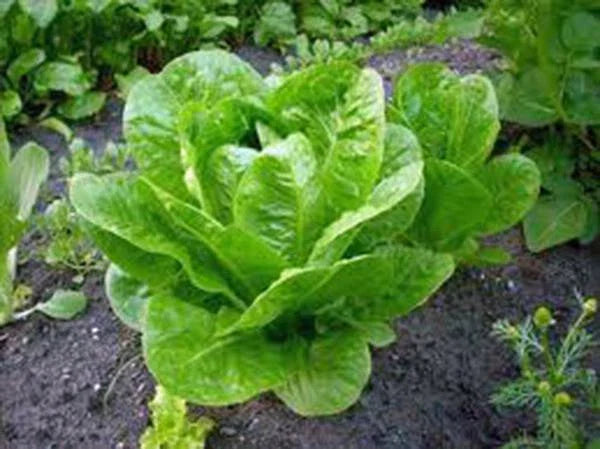 Butterhead Lettuce Seeds, Heirloom Buttercrunch, Non-GMO, 500 Seeds, Organic Vegetable Garden, Lactuca sativa