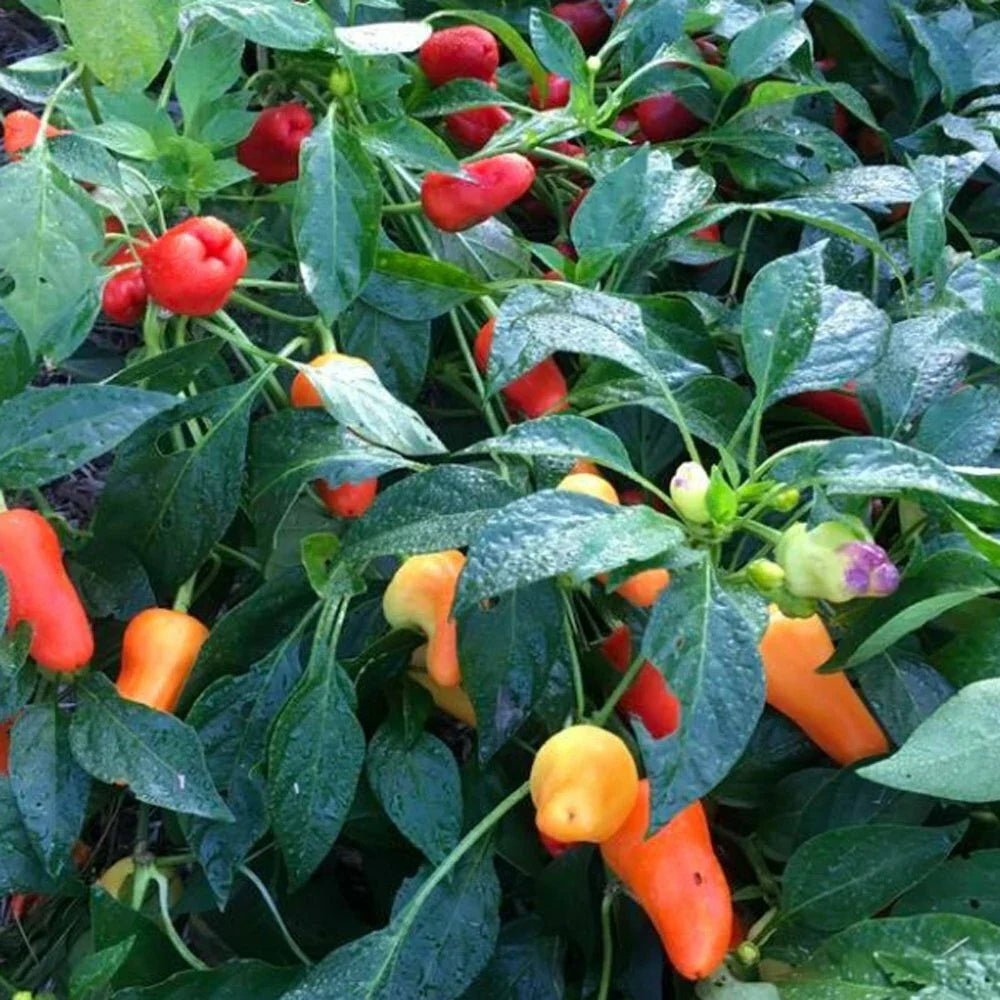 Sweet Pepper Seeds - 500 Count - Pretty N Sweet Variety - Capsicum annuum