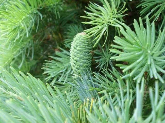 Fortune's Keteleeria Tree Seeds - 30 Seeds - Keteleeria fortunei - Ideal for Planting, Evergreen Conifer