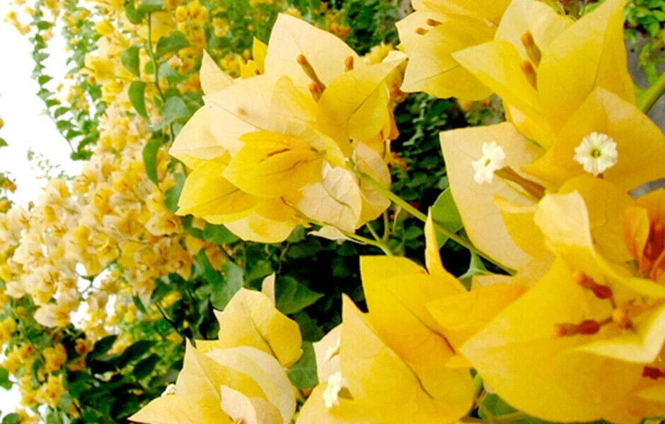 Gold Bougainvillea Starter Plant - Small Well-Rooted, Rare & Hard to Find - Bougainvillea glabra