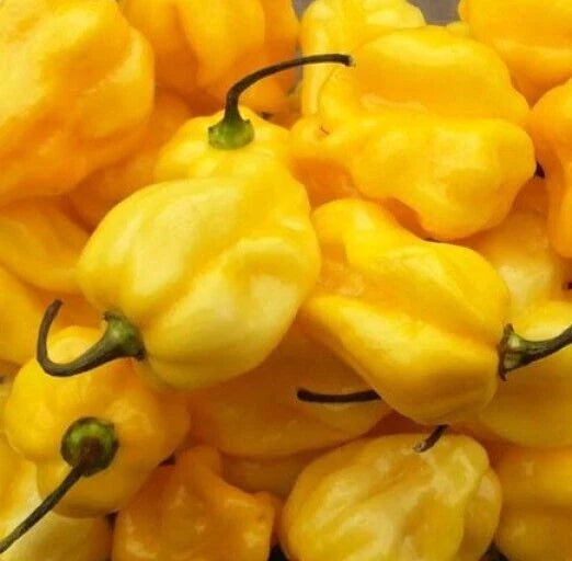 Yellow Habanero Pepper Seeds - 50+ Hot Spicy Vegetable Plants - Capsicum chinense - Free Shipping