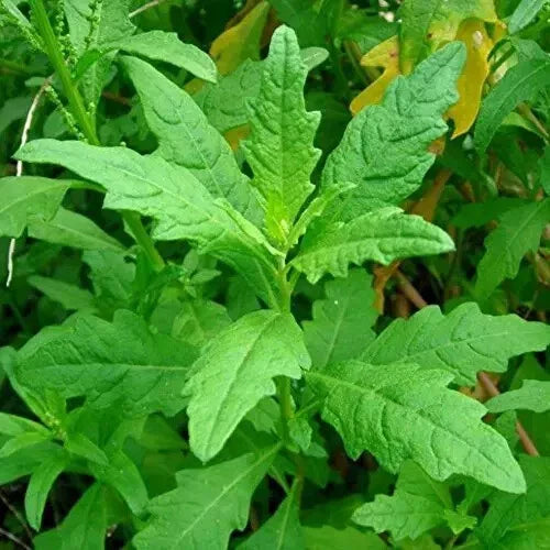 Epazote Seeds - 100+ Seeds - Culinary Medicinal Herb - Dysphania ambrosioides - Tea Plant - Organic Gardening