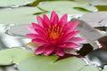 Water Lily Plant - Full Grown Nymphaea 'Attraction' - Easy Live Aquatic Plant for Ponds and Water Gardens