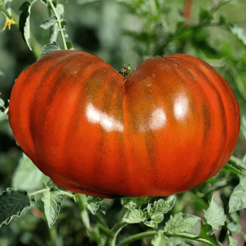 Paul Robinson Tomato Seeds - Organic Heirloom - 10+ Non-GMO - Rare Variety - Perfect for Home Garden
