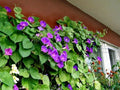 Morning Glory Seeds - Grand Pa Ott - 100+ Seeds - Ipomoea purpurea - Vibrant Purple Flowers for Garden and Landscaping