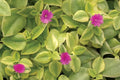 Rare Magenta Baby Sun Rose Hybrid Plant - Aptenia Cordifolia - Purple Flower - Succulent Ground Cover
