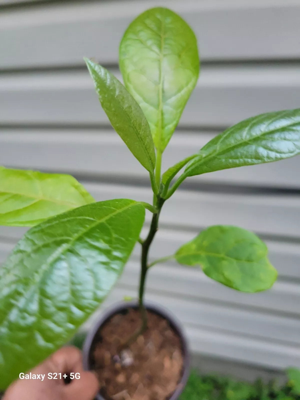 Hass Avocado Tree 6-12 Inches Tall - Persea americana - Indoor/Outdoor Plant