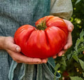 Giant Beefsteak Tomato Seeds - 10+ Heirloom Organic NON-GMO - Fresh Seed Pack (Solanum lycopersicum)