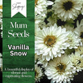 Vanilla Snow Mum Seeds | 200+ Chrysanthemum Flower Seeds | Annual Mum Flowers | White Blooms
