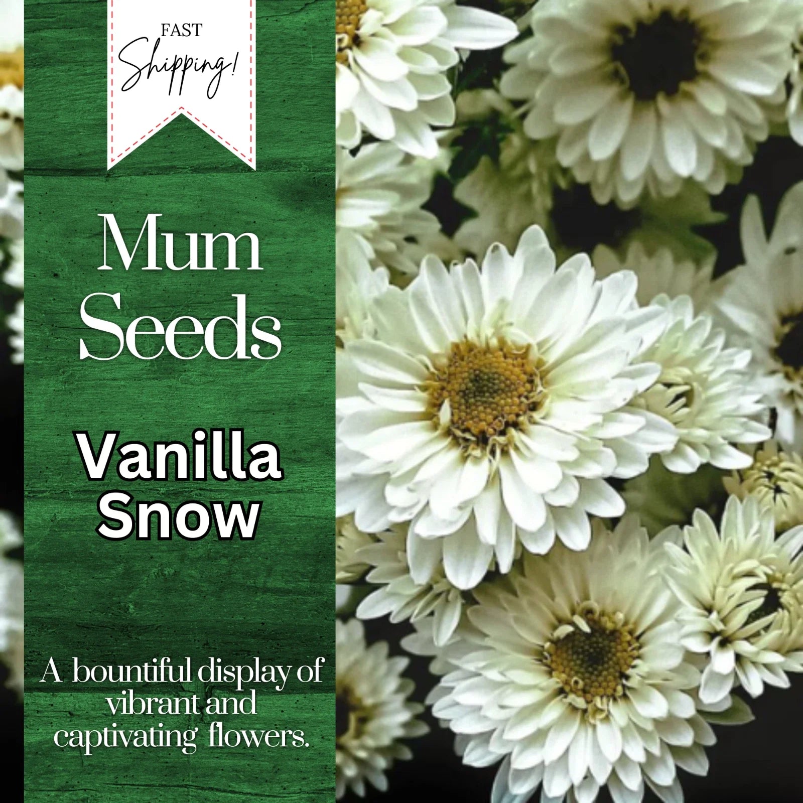 Vanilla Snow Mum Seeds | 200+ Chrysanthemum Flower Seeds | Annual Mum Flowers | White Blooms