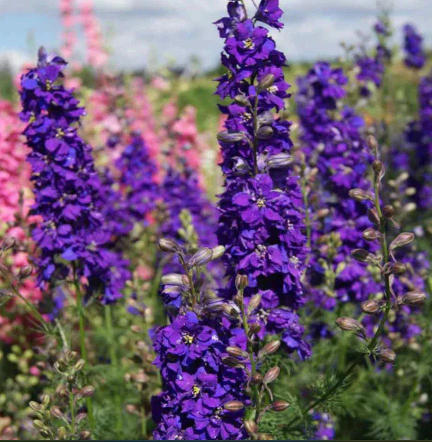 Delphinium LILAC SPIRE Purple Larkspur Cut Flowers - 100 Non-GMO Seeds - Early Blooms, Perfect for Gardens and Bouquets