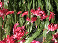 Christmas Cactus Cuttings 6-Pack 4-Segment Schlumbergera Buckleyi Old Fashion