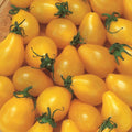 Yellow Pear Tomato Seeds 100 Ct Heirloom Non-GMO Vegetable Garden Seeds (Solanum lycopersicum)
