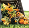 Gremlins Gourd Seeds for Planting | Fall Decor Variety | Cucurbita pepo