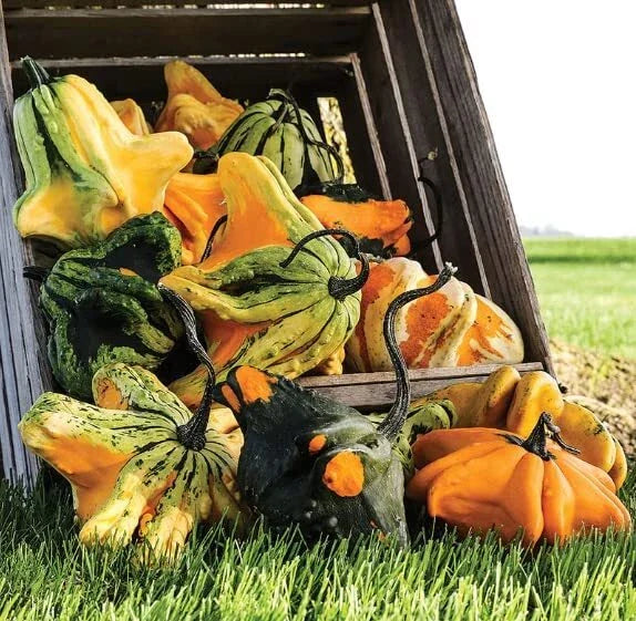 Gremlins Gourd Seeds for Planting | Fall Decor Variety | Cucurbita pepo