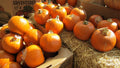 Sugar Pie Pumpkin Seeds - 7 Seeds - Sweet for Pies - Cucurbita pepo - Small & Round